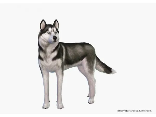 Alpha Siberian Husky makeover - The Sims 4 Custom Content