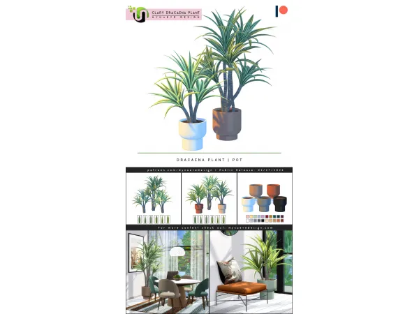 Clary Dracaena Plant